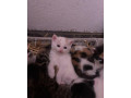 darujem-maciatka-do-dobrych-ruk-small-1