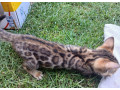 bengal-bengalska-macka-bengalske-maciatka-small-2