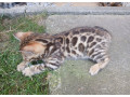 bengal-bengalska-macka-bengalske-maciatka-small-1