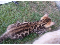 bengal-bengalska-macka-bengalske-maciatka-small-3