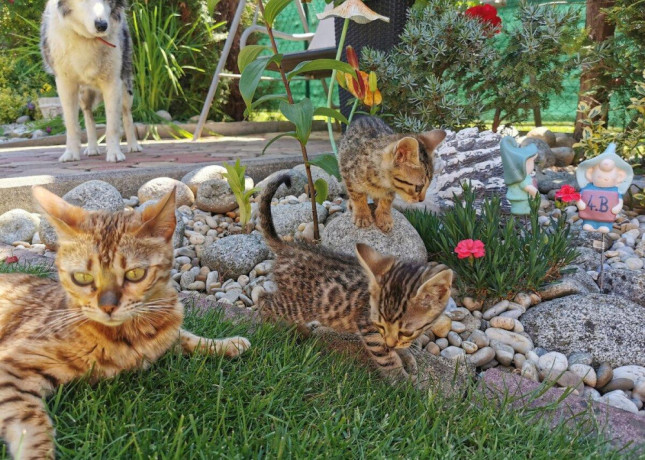 bengalske-maciatka-big-2