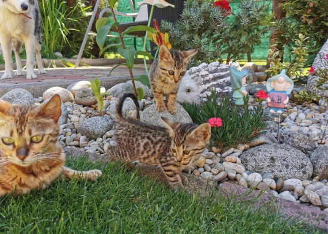 bengalske-maciatka-big-3