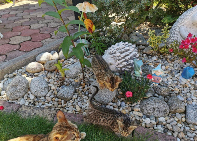 bengalske-maciatka-big-4