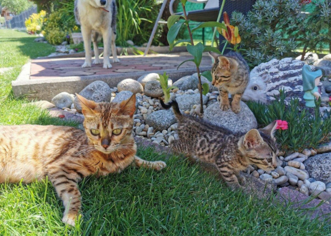 bengalske-maciatka-big-1