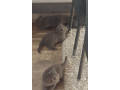 britska-modra-small-1