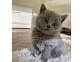 britske-modre-macicky-small-1