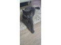 britske-modre-macicky-small-4