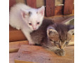 maciatka-small-0
