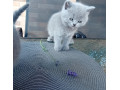 britske-maciatka-small-0
