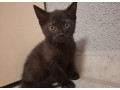 darujem-macicky-small-1