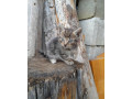 darujem-macicky-small-1