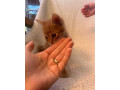 maciatka-small-0