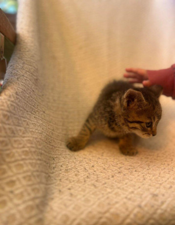 maciatka-big-1