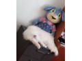 predaj-norskej-lesnej-macky-small-3