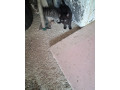 darujem-macky-small-0