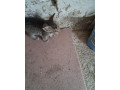 darujem-macky-small-3