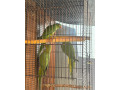 korely-andulky-alexander-maly-small-2