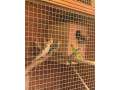 korely-andulky-alexander-maly-small-1