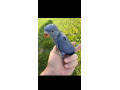 alexander-maly-small-1