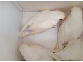 agapornis-fischer-dec-small-2