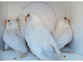 agapornis-fischer-dec-small-0