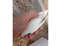 agapornis-fischer-dec-small-1