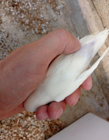 agapornis-fischer-dec-big-1