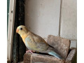 papagaj-spevavy-small-0