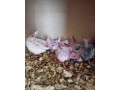 na-rucne-dokrmenie-small-3