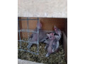 na-rucne-dokrmenie-small-0