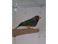 amadina-small-0