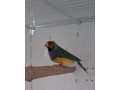 amadina-small-1