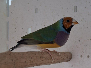 amadina