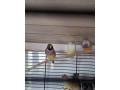 amadina-gouldova-small-2