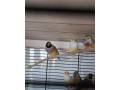 amadina-gouldova-small-1