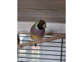 amadina-gouldova-small-0