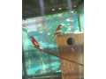 predam-rozele-rubina-small-0