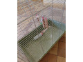 klietka-pre-vtaky-cincli-small-4