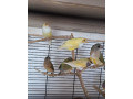 amadina-gouldova-small-1