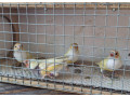 amadina-gouldova-small-3