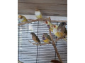 amadina-gouldova-small-0