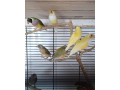 amadina-gouldova-small-2