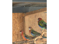 rozela-pestra-small-2
