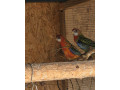 rozela-pestra-small-0