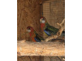 rozela-pestra-small-3