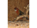 rozela-pestra-small-4