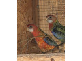 rozela-pestra-small-1