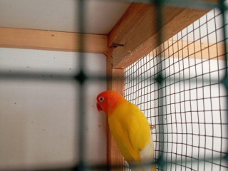 predam