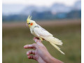 krotka-korela-samica-small-1