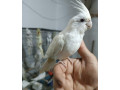 krotka-korela-samica-small-0